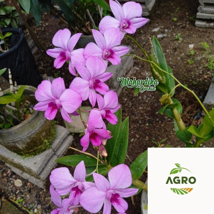 BUNGA HIAS ANGGREK DENDROBIUM LARAT (PHALAENOPSIS LARAT)