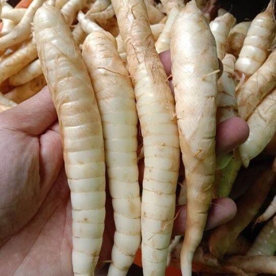 TERLARIS UMBI IRUT ATAU UBI IRUT 100 GRAM