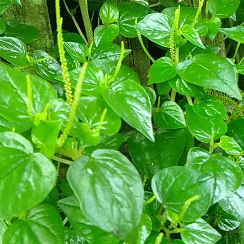 Daun Sirih Cina 1 Kg / Daun Tumpang Air / Tanaman Sirih Cina Ketumpang Air / Daun Sirih Cina Segar /