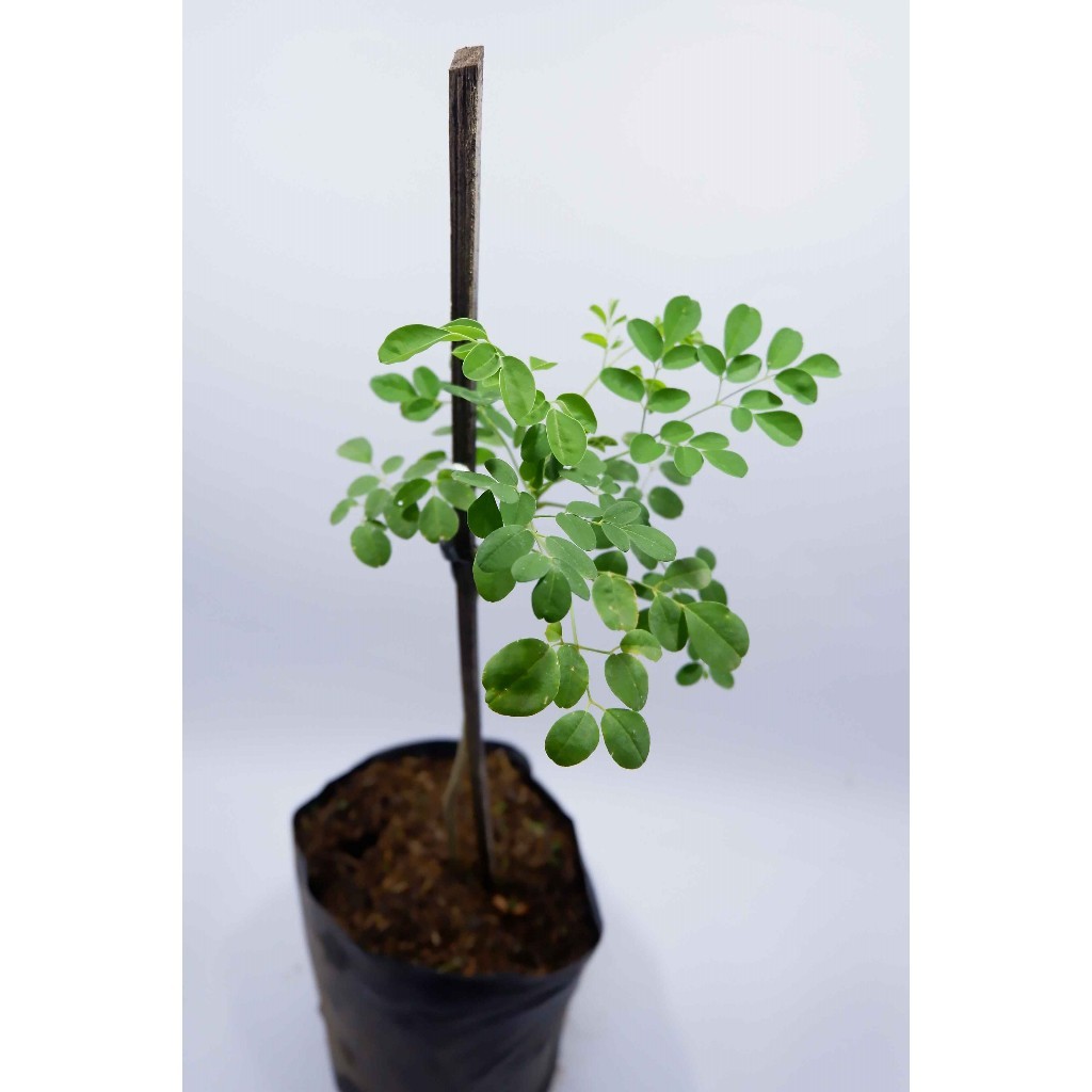 Bibit Tanaman Pohon Daun Kelor - Daun Kelor - Tanaman Kelor