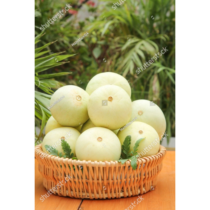 Bibit Benih Buah Melon Madu Putih