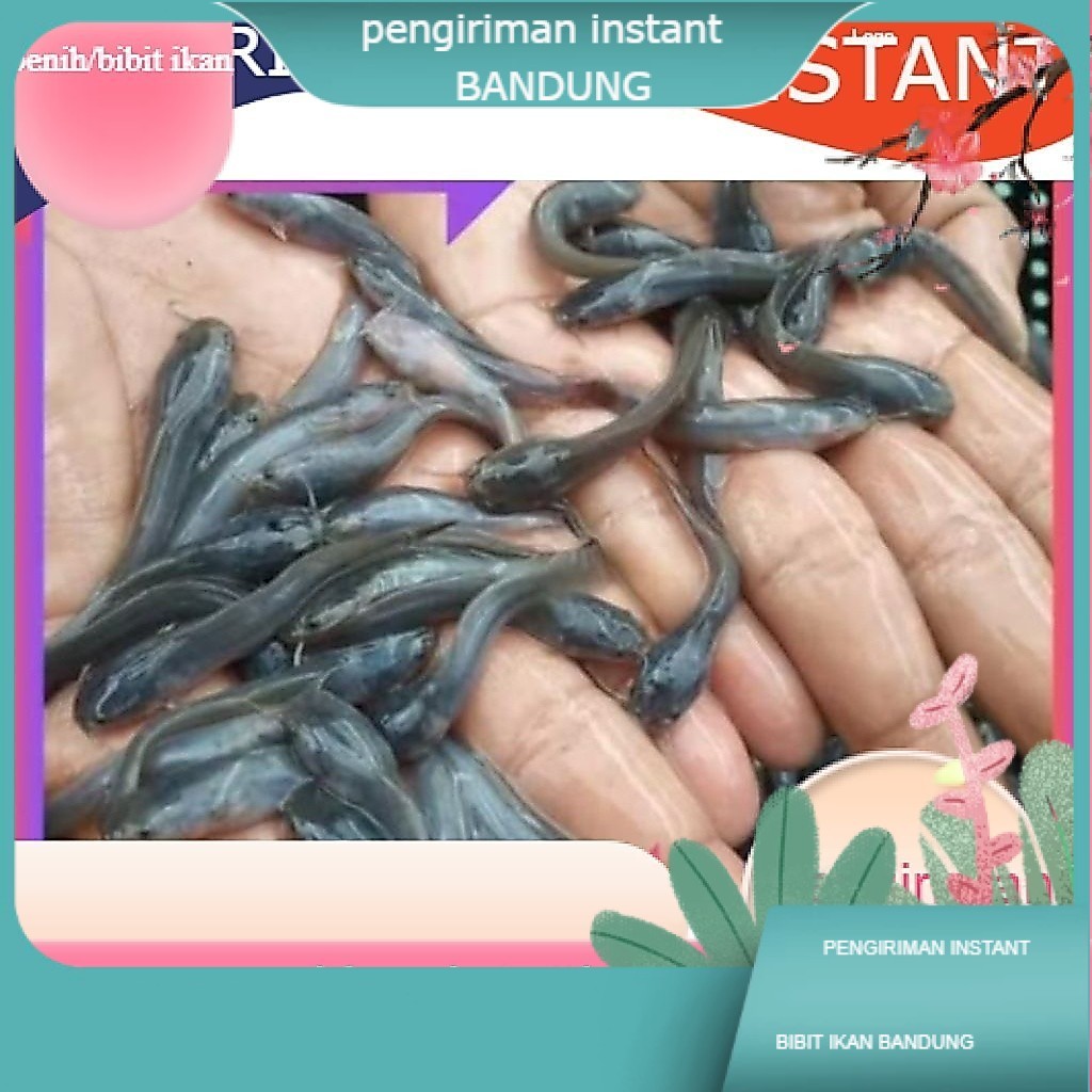 Bibit / benih ikan lele ukuran 3-5 cm per ekor TERDEKAT