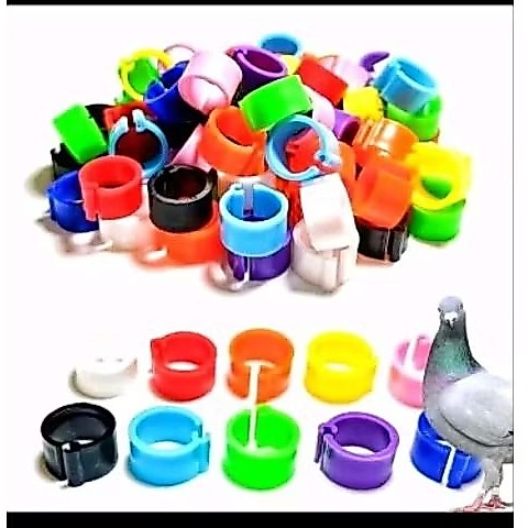 RING CLIP MERPATI POLOS BUKA TUTUP WARNA MERPATI DEWASA