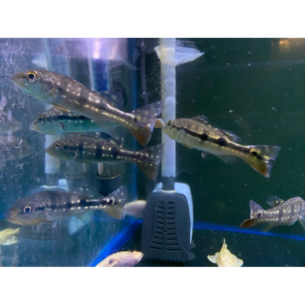 Pbass Blue Azul ukuran 7-9 cm pibas.