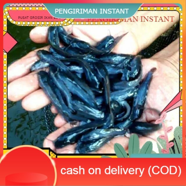 bibit / benih ikan lele ukuran 7-8 cm per ekor  GROSIR BANDUNG PER EKOR INSTANT  BDG MURAH terdekat 