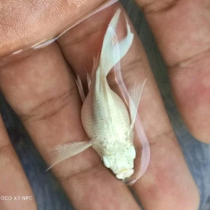 Ready IKAN MOLLY PLATINUM CAGAK SIZE XL INDUKAN