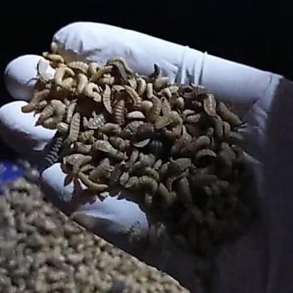 Maggot Fresh BSF Hidup 500 gram