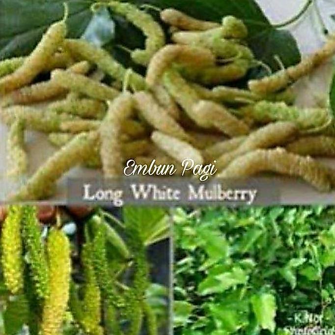 Promo Stek Batang Cuting Bibit White Murbei Long Import Jaminan Kevalitan Cod