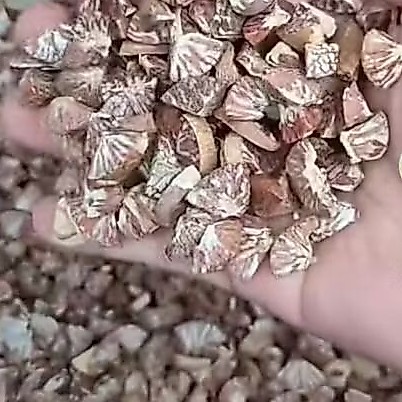 Pinang Kering 1 kg Rajang Segitiga