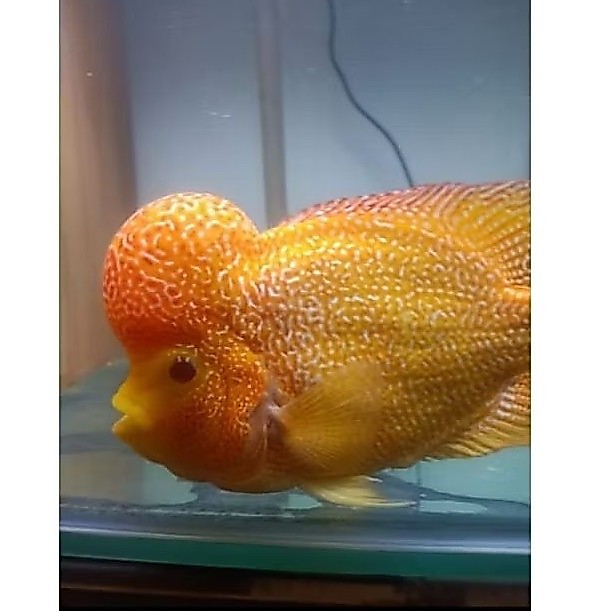 Aquatic Burayak Louhan GB size 5-7cm supergrade