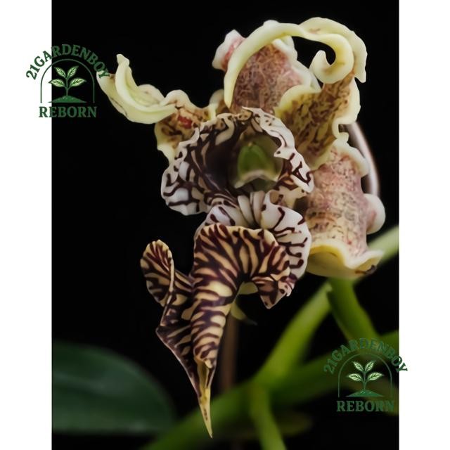 (BISA COD) anggrek dendrobium spectabile pra remaja