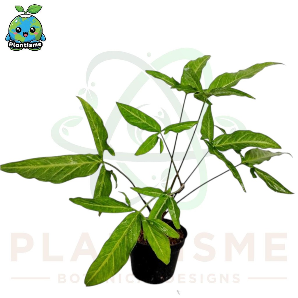 Tanaman Hias – Syngonium ‘Little Star’ Arrowhead (Syngonium podophyllum) Daun Loreng Bintik Putih Ta
