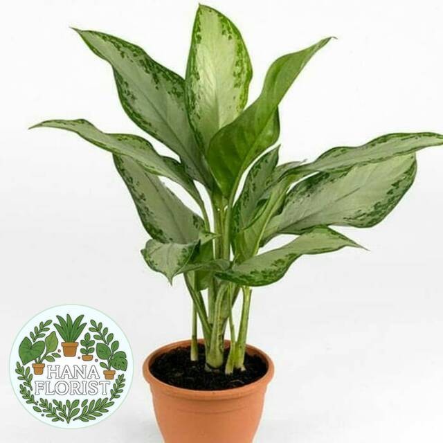 ( BISA BAYAR DI TEMPAT ) Aglonema Silverquen Sri Rejeki, Difenbacia, Belanceng