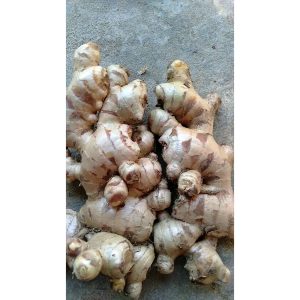 

Jahe gajah segar jahe putih kemasan 500gram