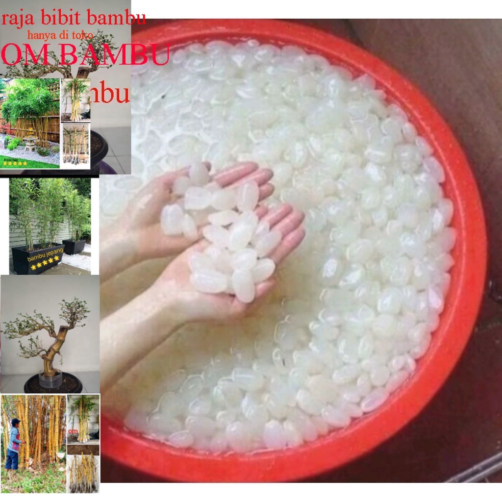 

KOLANG KALING SUPER FRESH 1 KG besellr