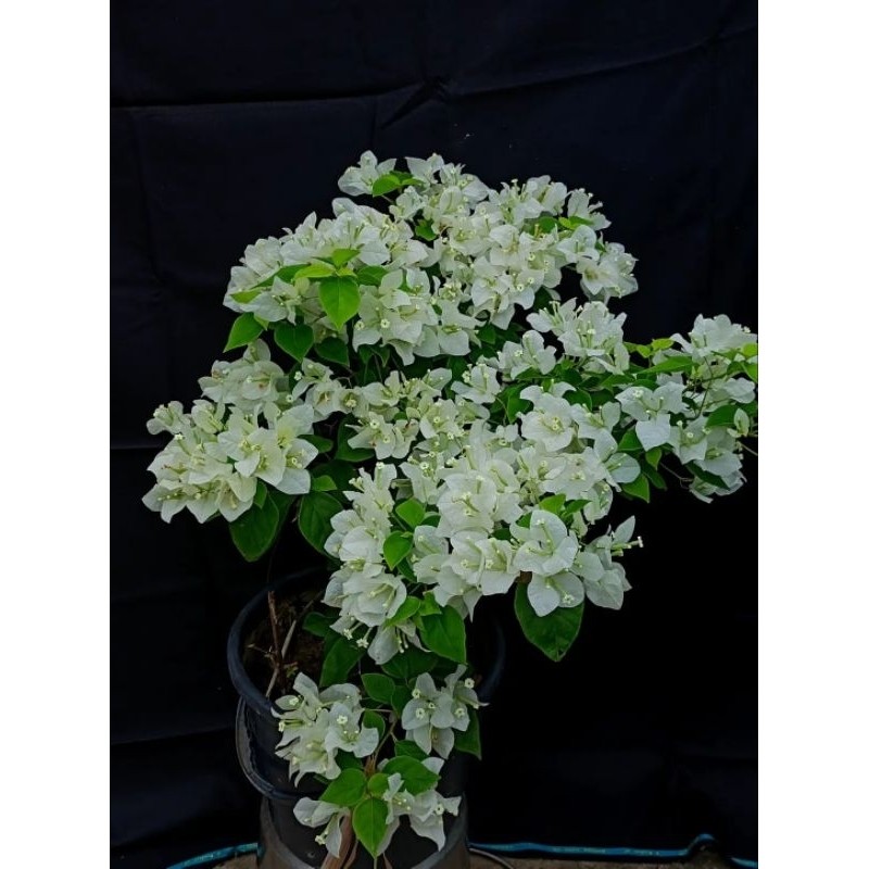 (PROMO) Bougenville Sj Putih Berbunga Original Berkualitas