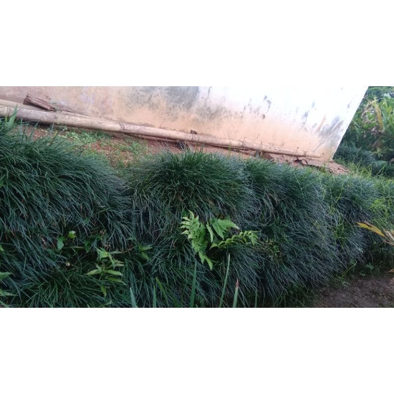 Tanaman rumput kucai tanaman hias siap tanam