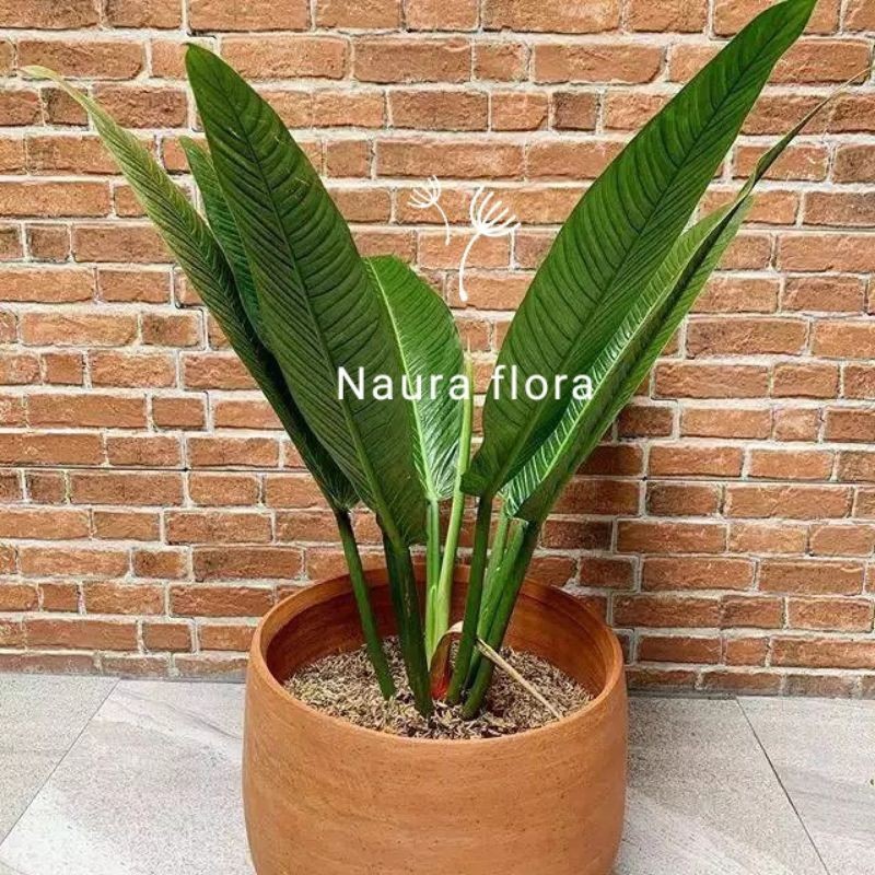 Tanaman hias philodendron lynette - pohon philodendron lynette