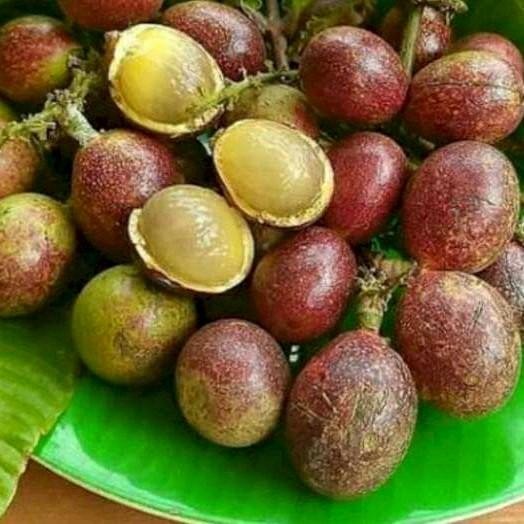 PROMO 5 BIBIT MATOA MERAH/ MATOA HIJAU ADA SUPER UNGGUL Bibit Tanaman Super Unggul CV GLAMOUR TANI