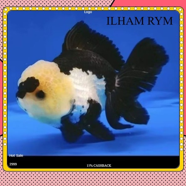 ikan mas koki panda JUMBO  / 3 color panda / mas koky 3 color JUMBO ikan hias akuarium aquascape