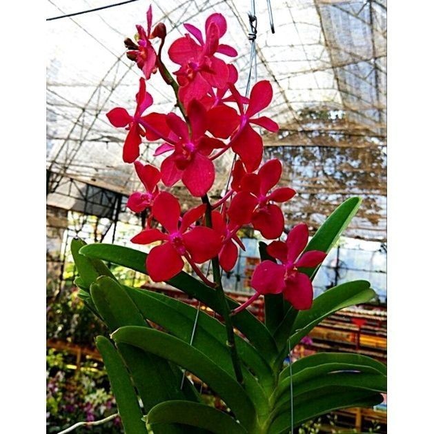 Anggrek Vanda Mokara Dewasa