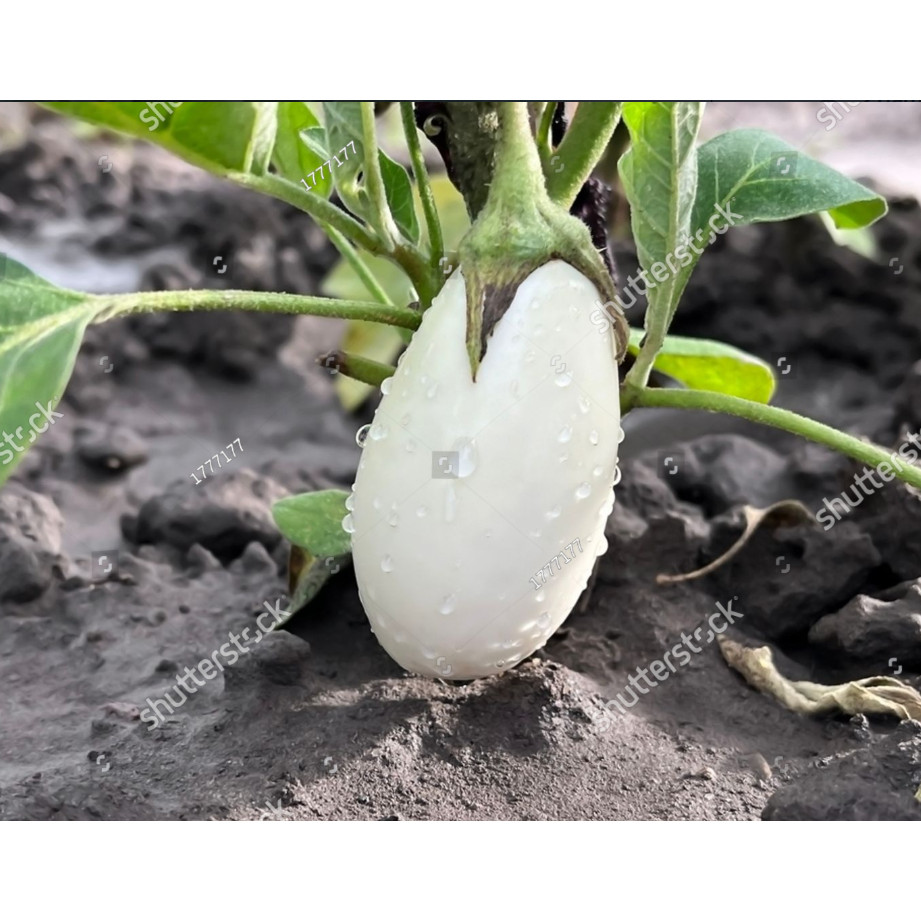 PDG bibit terong bulat putih