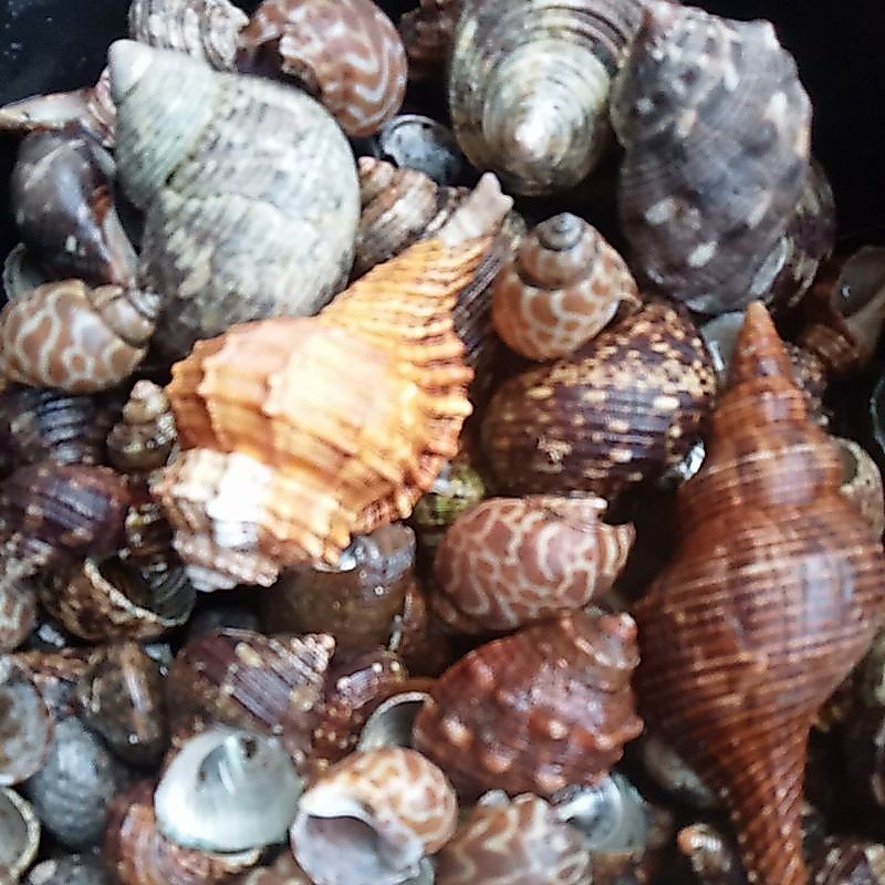 cangkang kerang laut buat  rumah kelomang ukuran random.