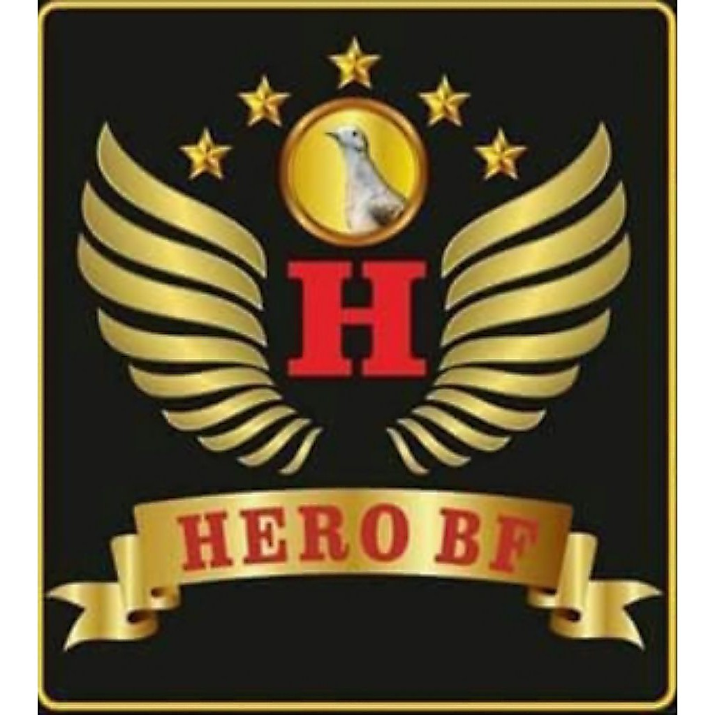 PERKUTUT BANGKOK RING HERO 145 USIA DEWASA ADA KITIR SILSILAH BURUNG.