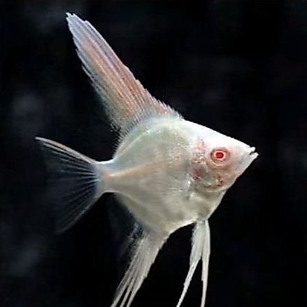 Ikan Manfish Red eye