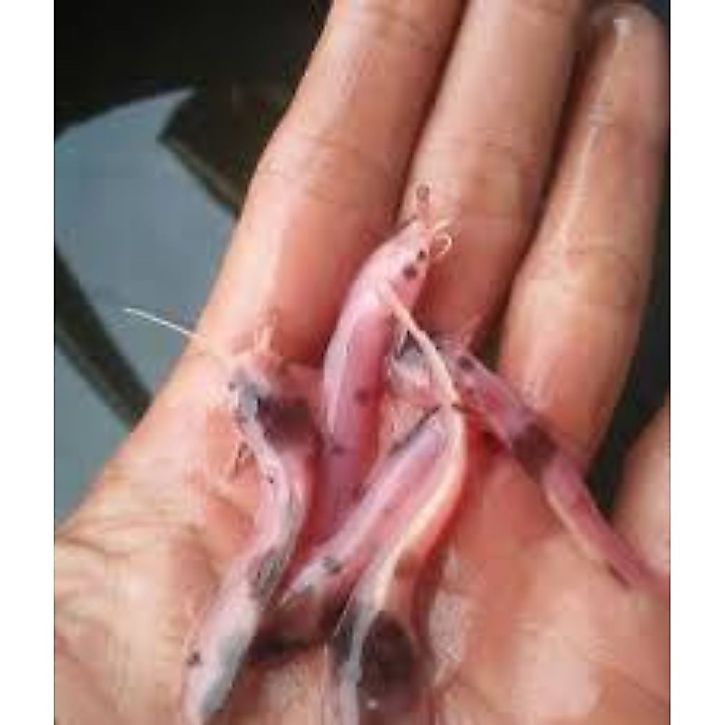 Lele sapi / Lele Belang / Lele albino size 4-6cm ( PAKET 10 PCS)