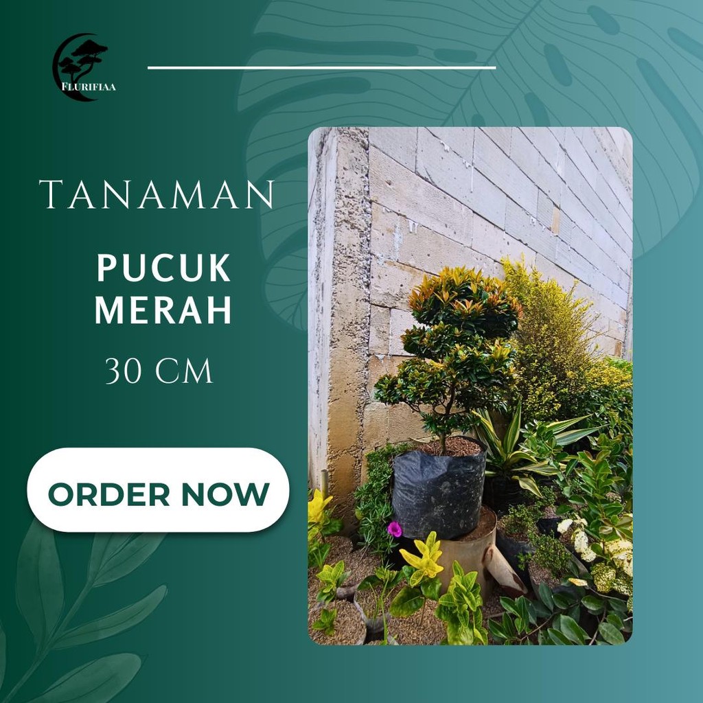 Tanaman Pucuk merah 30 cm