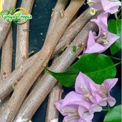 3 Batang Bibit Stek Bougenville Warna Bangkok Ungu