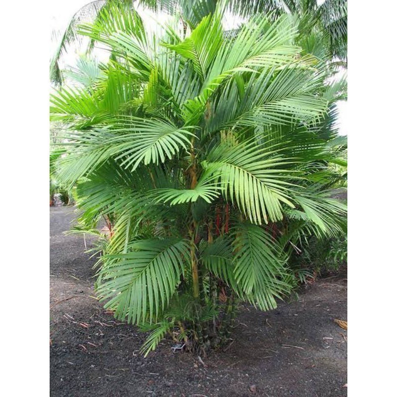 Bibit palm hutan-pinanga hutan - palm armi -palm bin bin A.S F. S