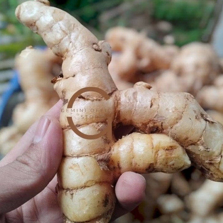 

Kunyit putih Temu Putih (GOS) 500 gram Curcuma Putih Segar langsung ambil dari kebun Herbal Store_28