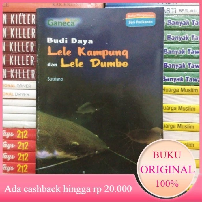Budi Daya Lele Kampung dan Lele Dumbo Original