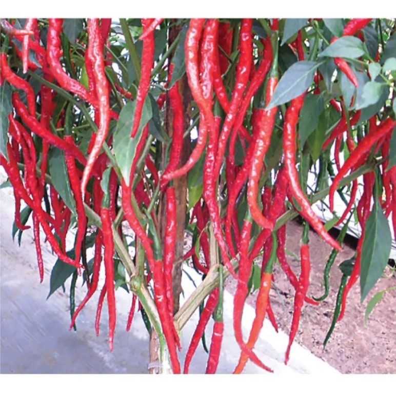 CABE KERITING 20 Biji / Benih / bibit CABE MERAH KERITING F1  / BIBIT UNGGUL