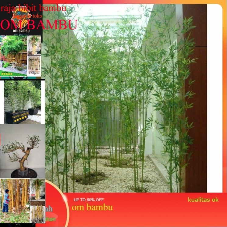 Bibit Bambu Jepang Bambu hias mini tanaman bambu jepang siap tanam