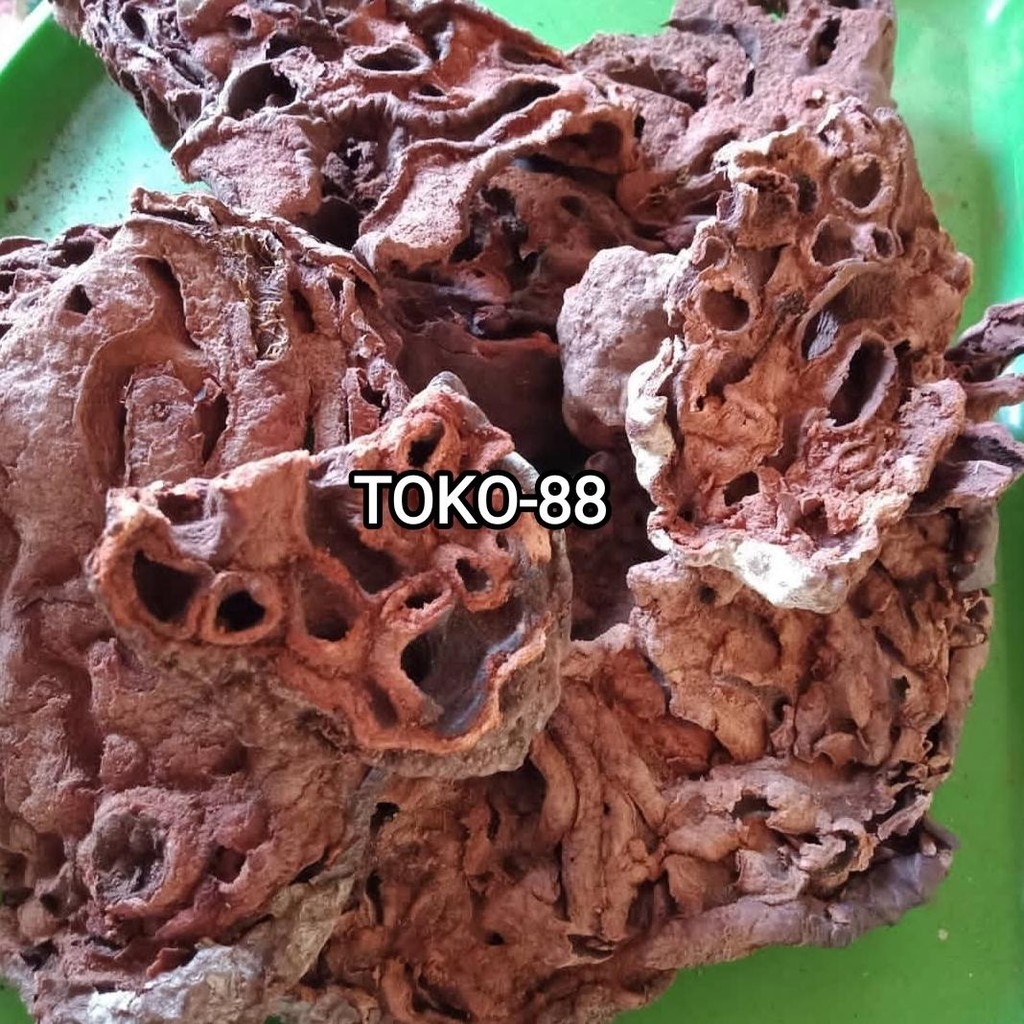 

Kering Sarang semut papua asli 1 kg