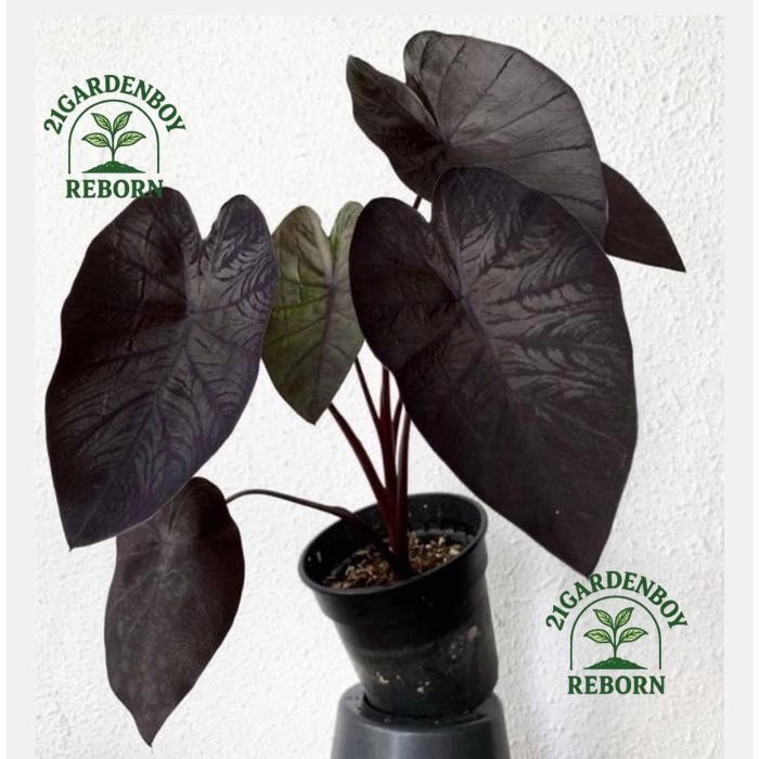 (BISA COD) Tanaman hidup keladi hitam-sente- .