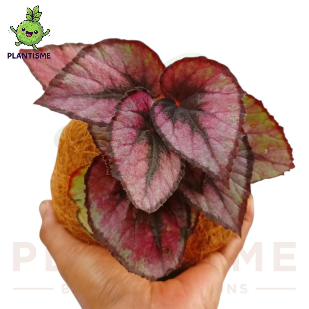 Kokedama – Begonia Ciuman Merah Begonia Rex Red Kiss Tanaman Estetik Dekorasi