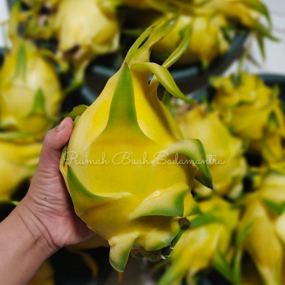 Buah Naga Kuning Golden Manis Segar