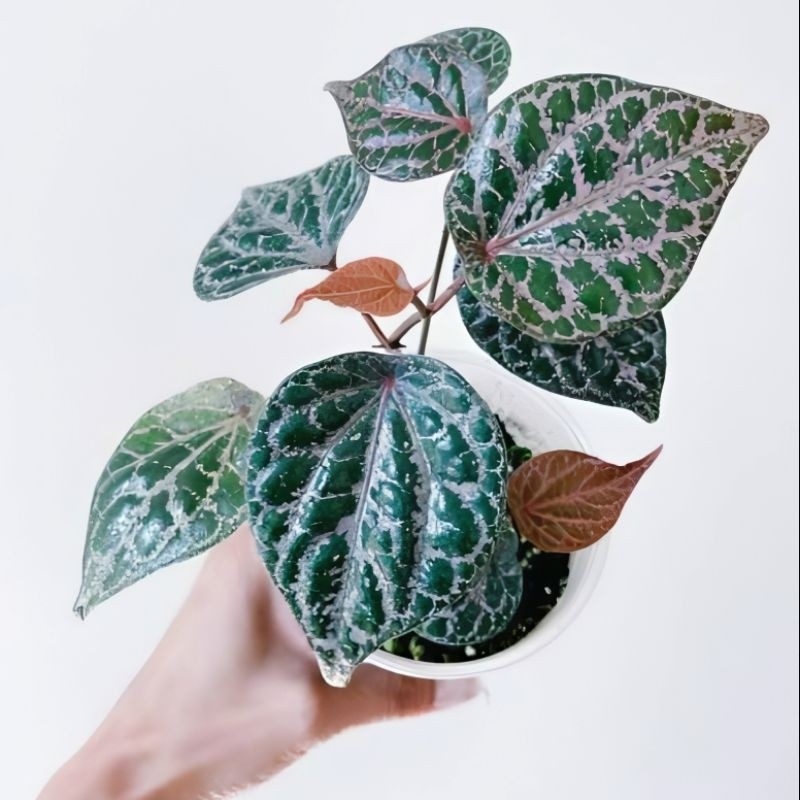 (BISA COD) Tanaman Sirih Merah Hidup Pohon Sirih Merah