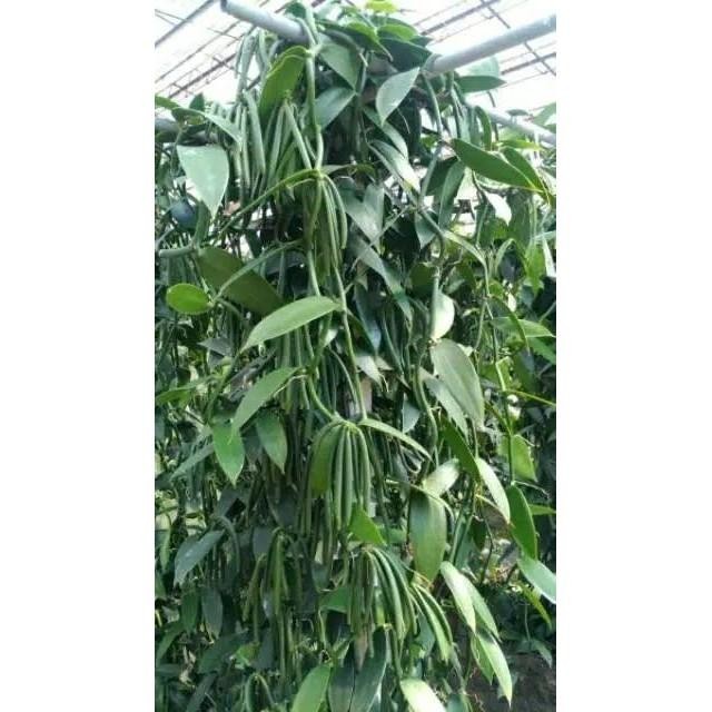 Bibit vanili 1 ruas cut vanilla paneli vaneli vania kualitas unggul