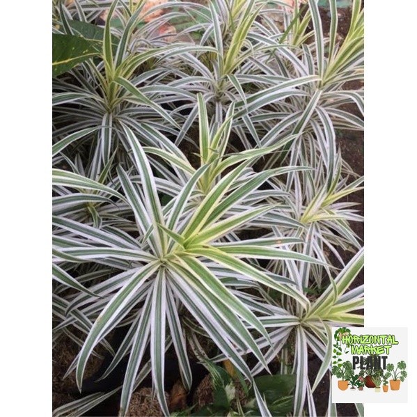 Tanaman Suji Belut Varigata - Suji Belut Putih