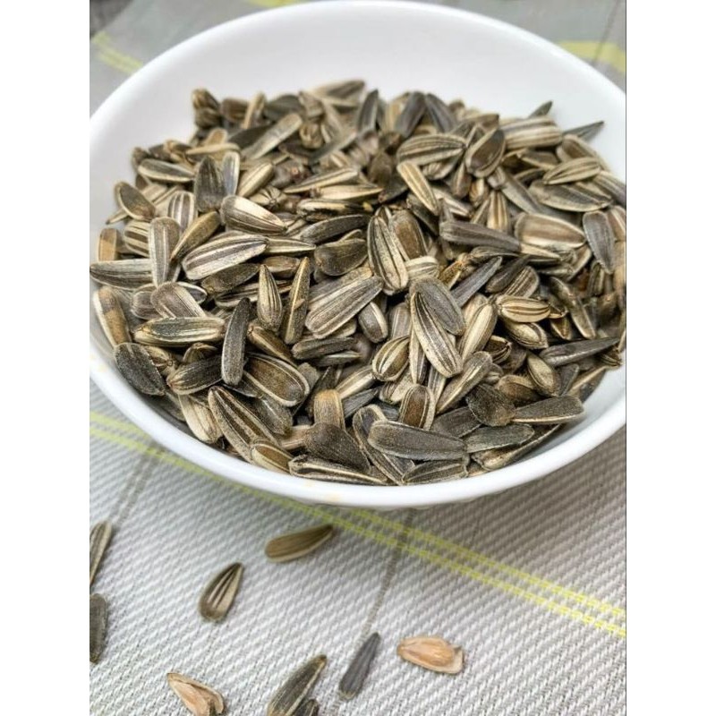 50 biji benih bunga matahari jumbo