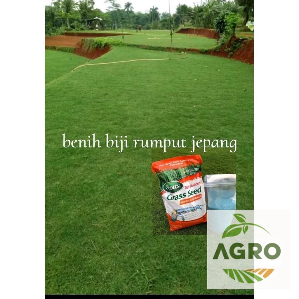 benih biji rumput jepang asli isi ( 100GRAM ) - Bibit Rumput Jepang // RUMPUT HIDUP