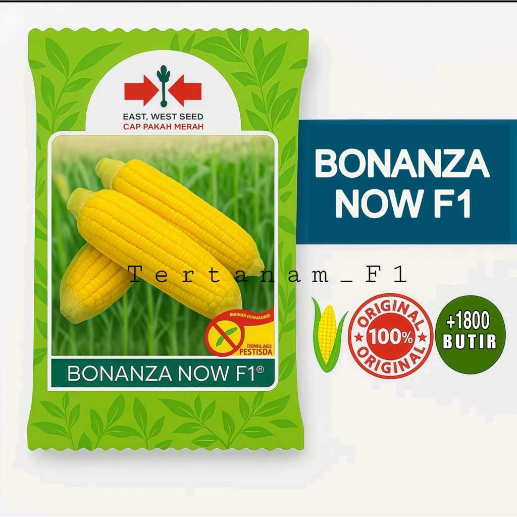 New promo [ ORIGINAL ]  benih/bibit jagung manis BONANZA now f1 isi 1800 butir