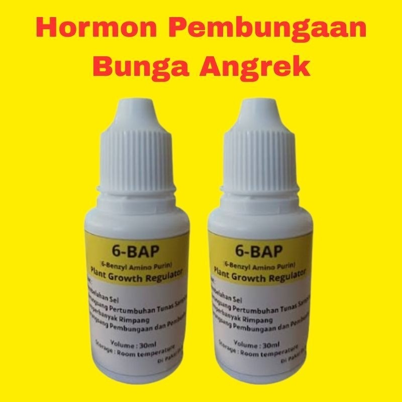 Hormon Pembungaan Anggrek 6-BAP | 6 BAP Untuk Membungakan Dan Menumbuhkan Tunas Anggrek.