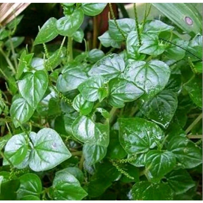 Daun Sirih Cina 1 Kg / Daun Tumpang Air / Tanaman Sirih Cina Ketumpang Air / Daun Sirih Cina Segar /