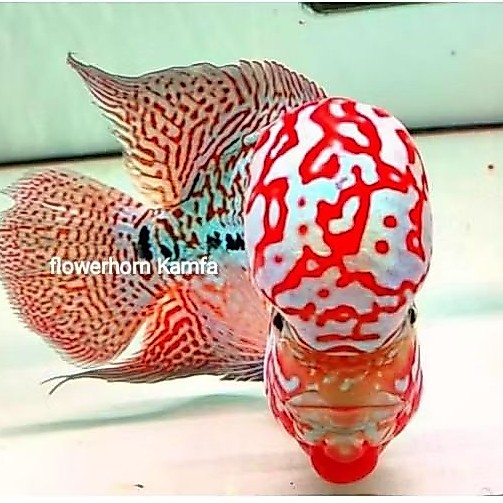 BURAYAK KAMFA F2 RED KING SUPER THAILAND 2-4CM
